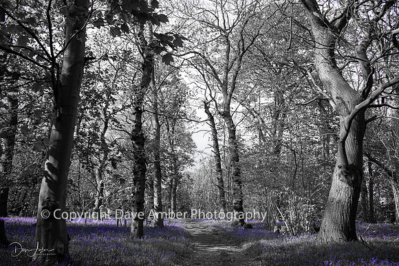 Bluebell woods