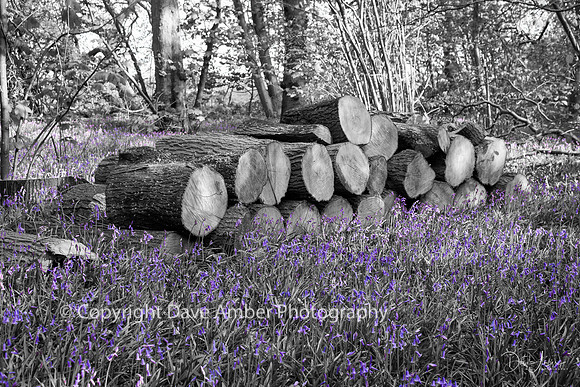 Bluebell woods