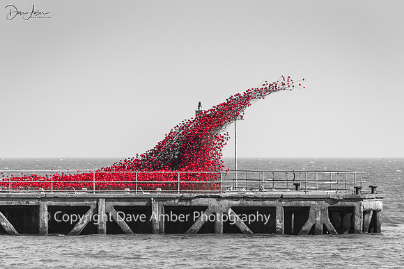 Poppies at Shoebury 1