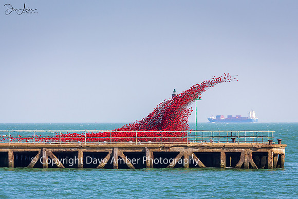 Poppies at Shoebury 2