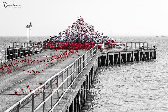 Poppies at Shoebury 3