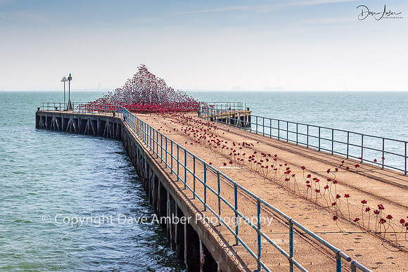 Poppies at Shoebury 4