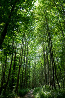 Norsey Wood 3
