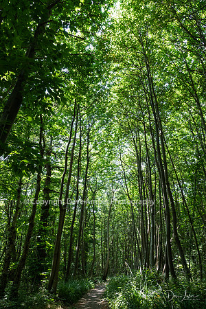 Norsey Wood 3