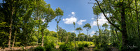 Norsey Wood pano