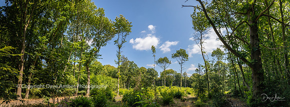 Norsey Wood pano