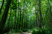 Norsey Wood 2