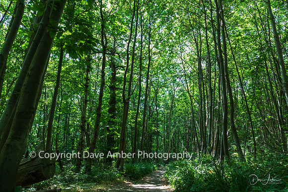Norsey Wood 2