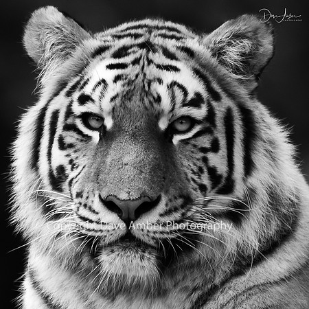 Amur Tiger