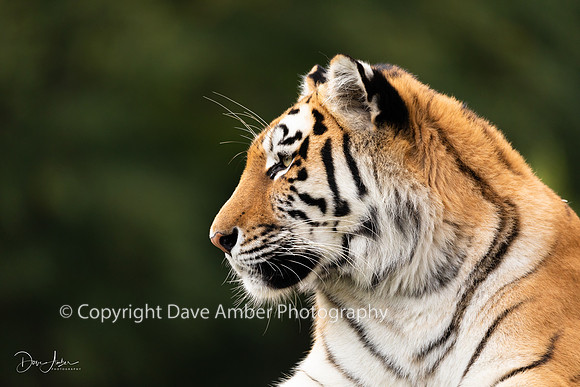 Amur tiger 2